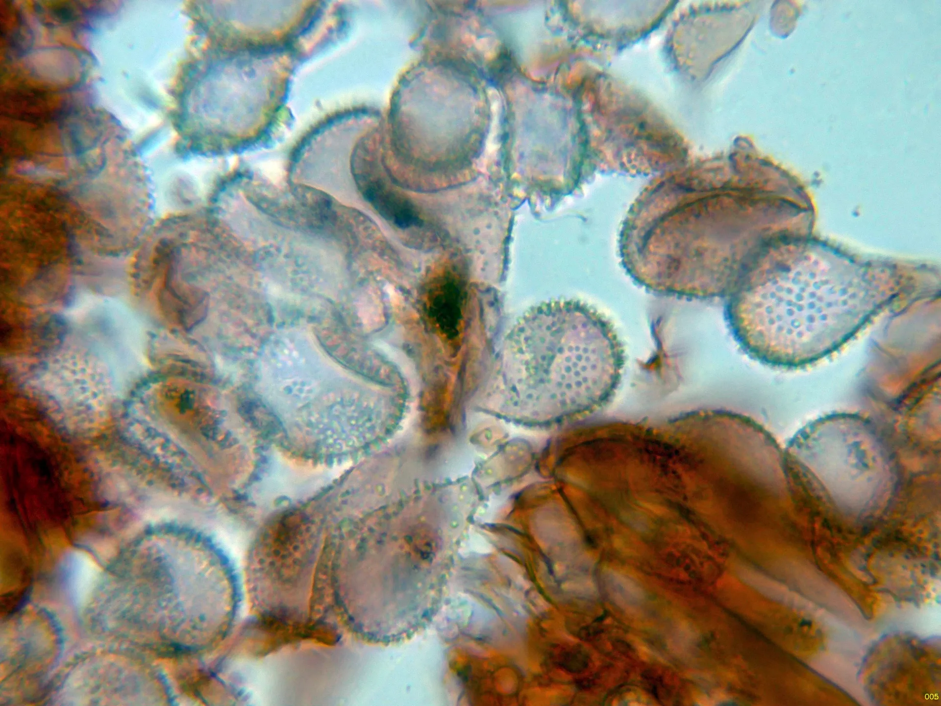Microscopía de Mycena corynephora - 10 - Pileipellis 3 fusionado